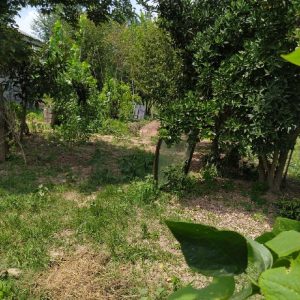زمین مسکونی روستایی ۲۶۰متری گیلان