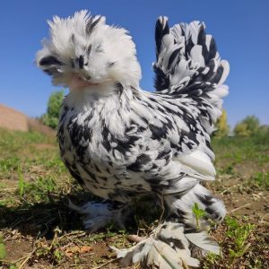 تخم مرغ نطفه دار و جوجه یک روزه