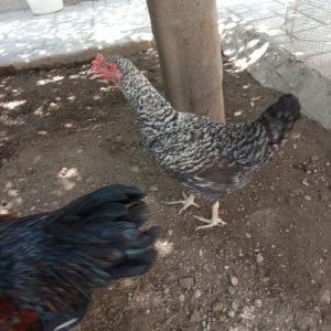 فروش ۱عدد مرغ نژاد آمروک